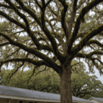 Gutter Cleaning & Oak Leaf Management for Jacksonville Storms