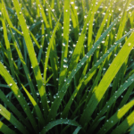 How to Grow a Lush Lawn Without Harsh Chemicals
