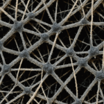 Mold vs. Mildew: What’s the Difference and Why It Matters